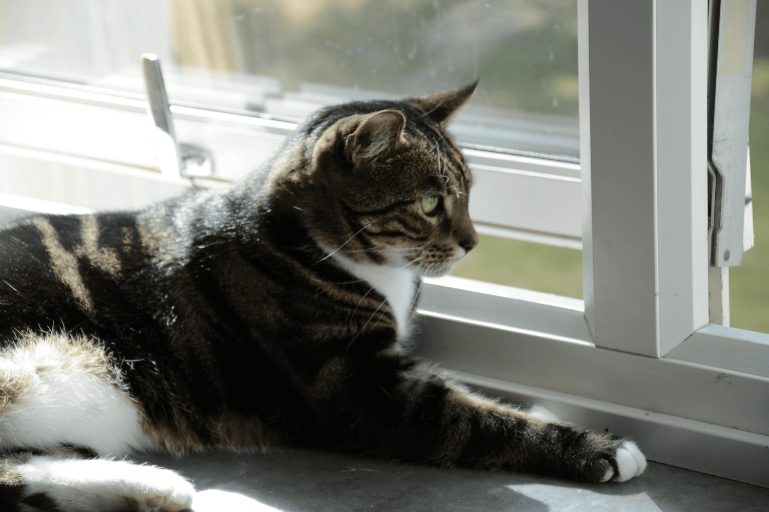 Keeping a Clean Home With Pets: Simple Habits That Make a Big Difference