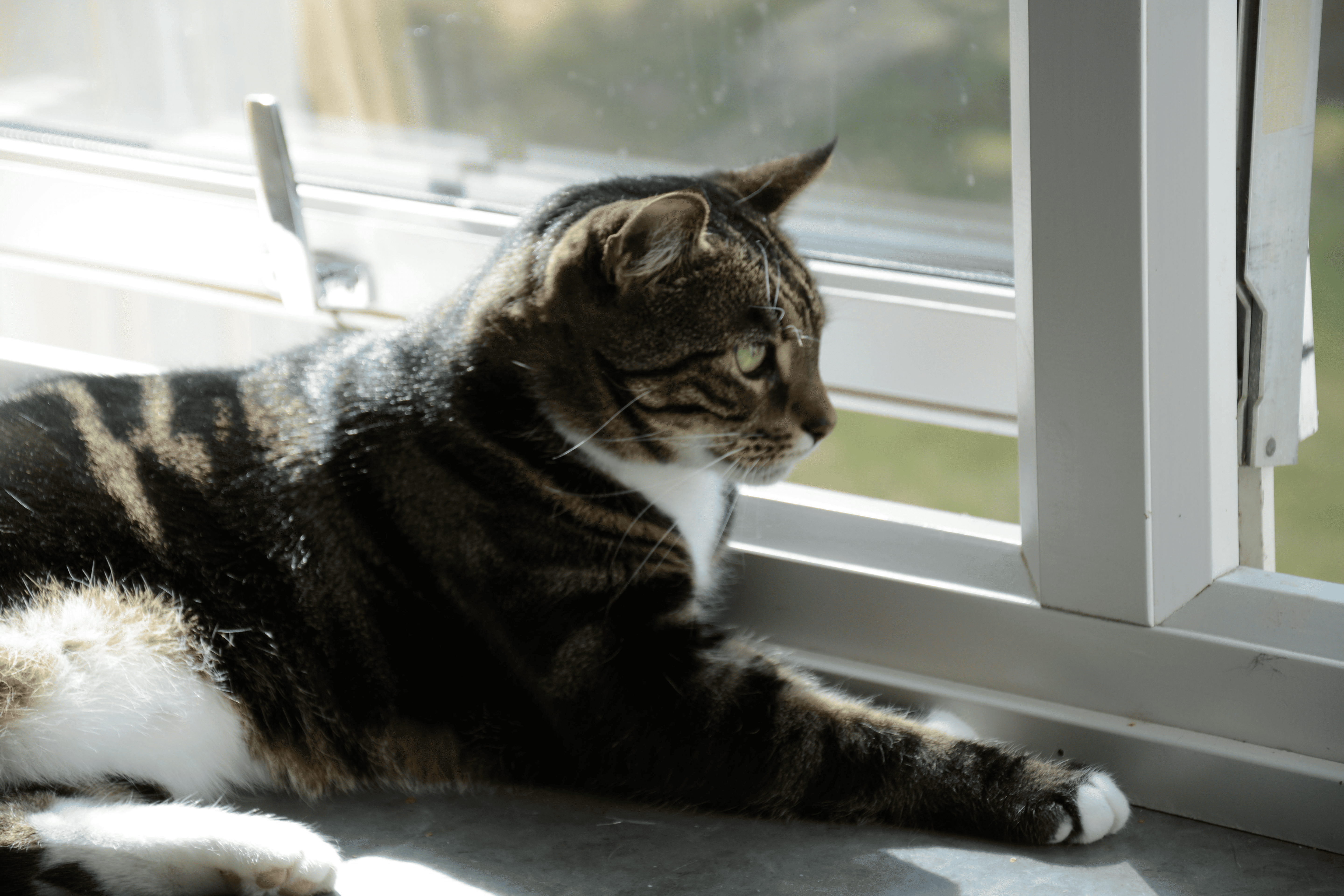 Keeping a Clean Home With Pets: Simple Habits That Make a Big Difference
