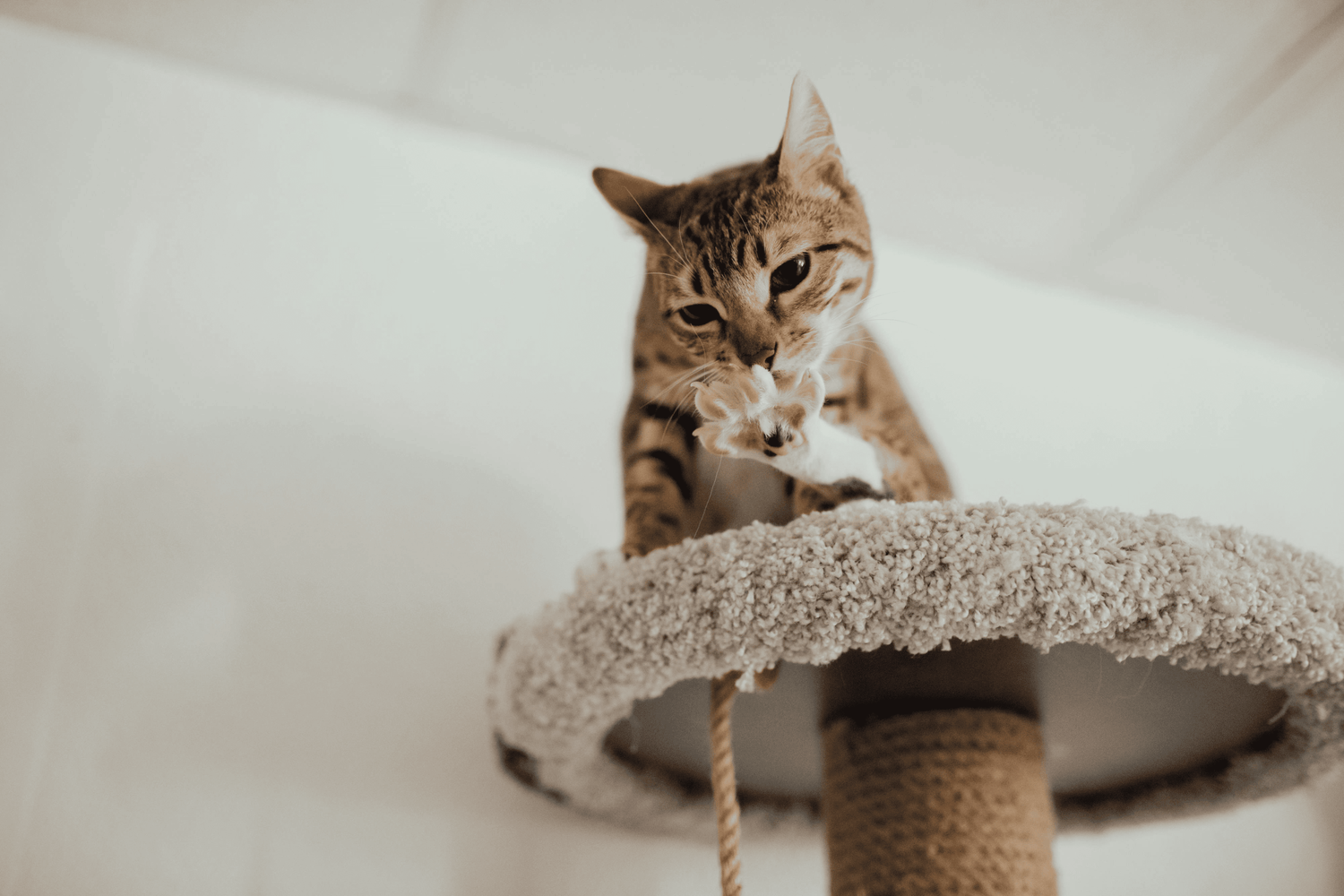 Why an Active Lifestyle Is Essential for Indoor Cats ?