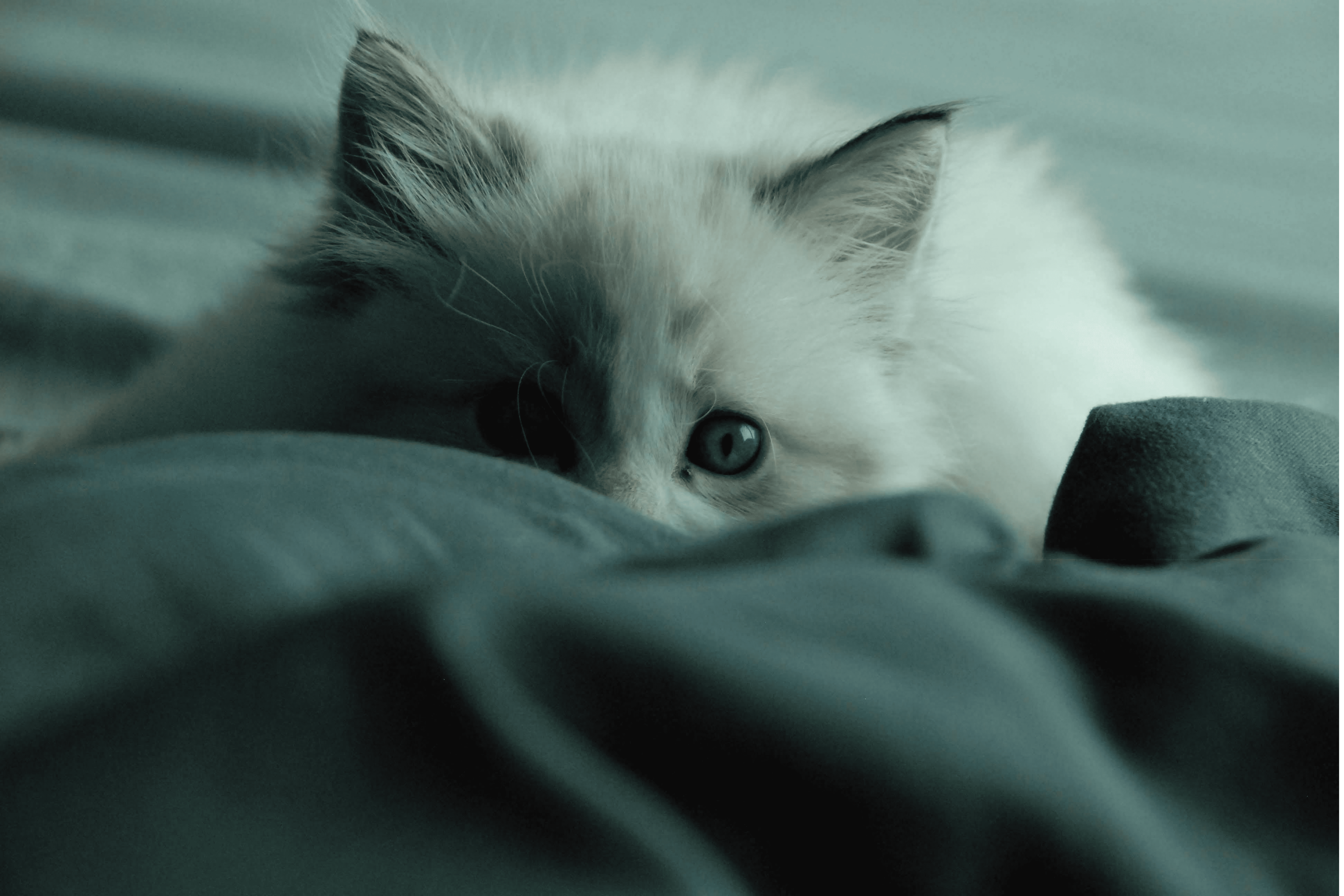 How Mental Stimulation Reduces Stress and Anxiety in Cats