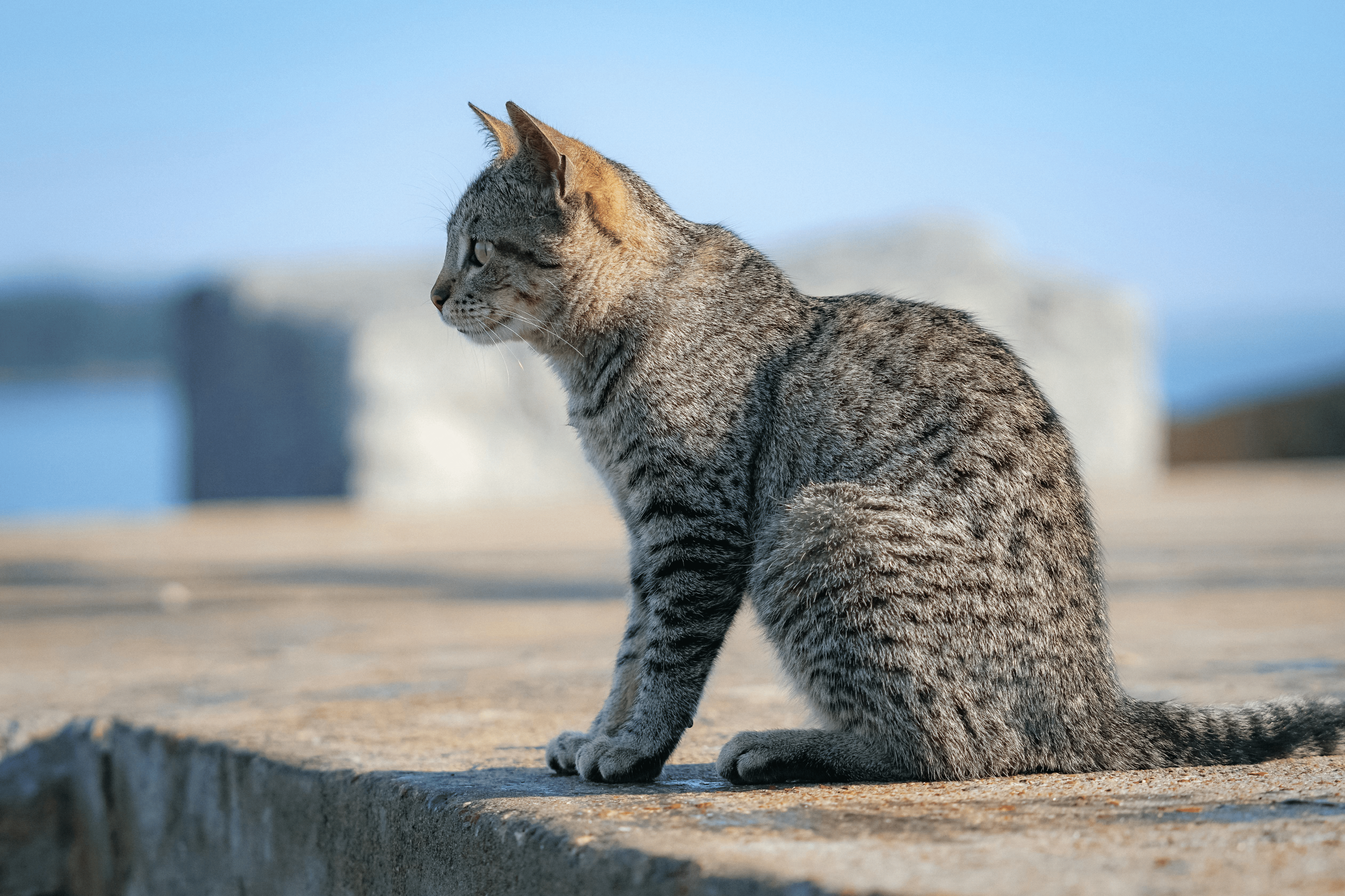 How Play, Rest, and Routine Shape a Happy Cat’s Life