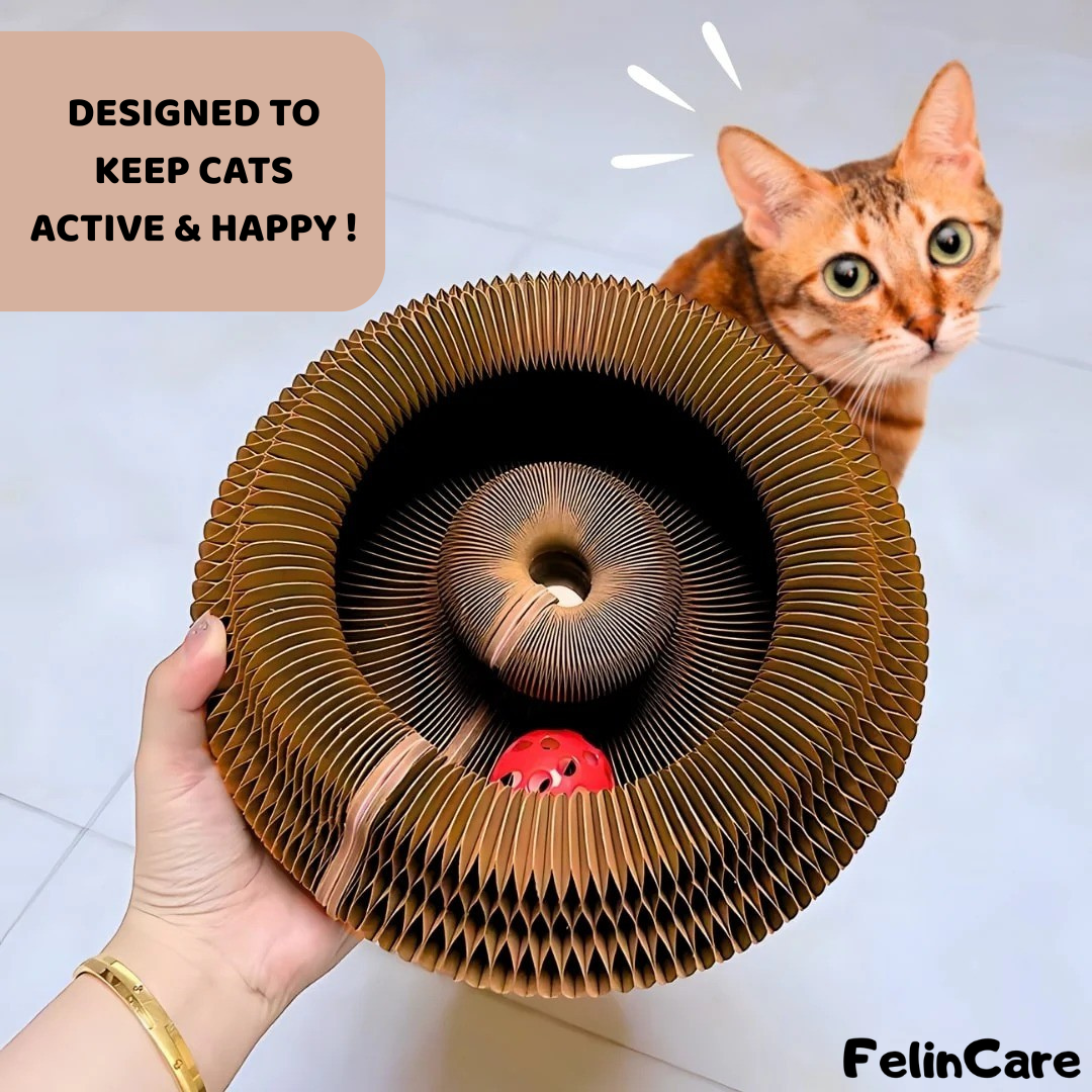 KittySpin - Interactive Scratcher & Play Station