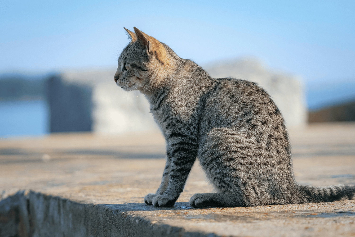 How Play, Rest, and Routine Shape a Happy Cat’s Life