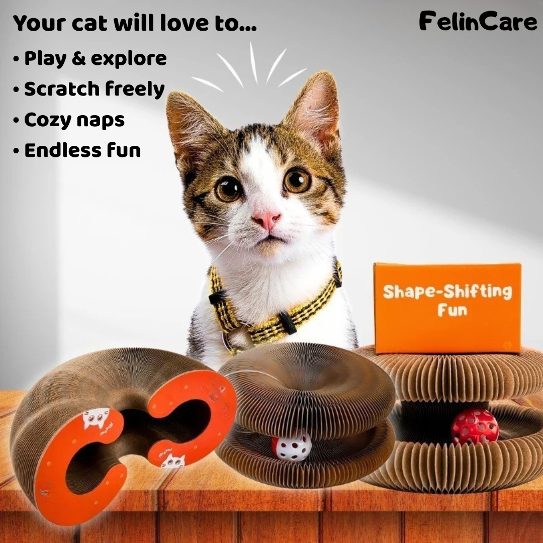 KittySpin - Interactive Scratcher & Play Station